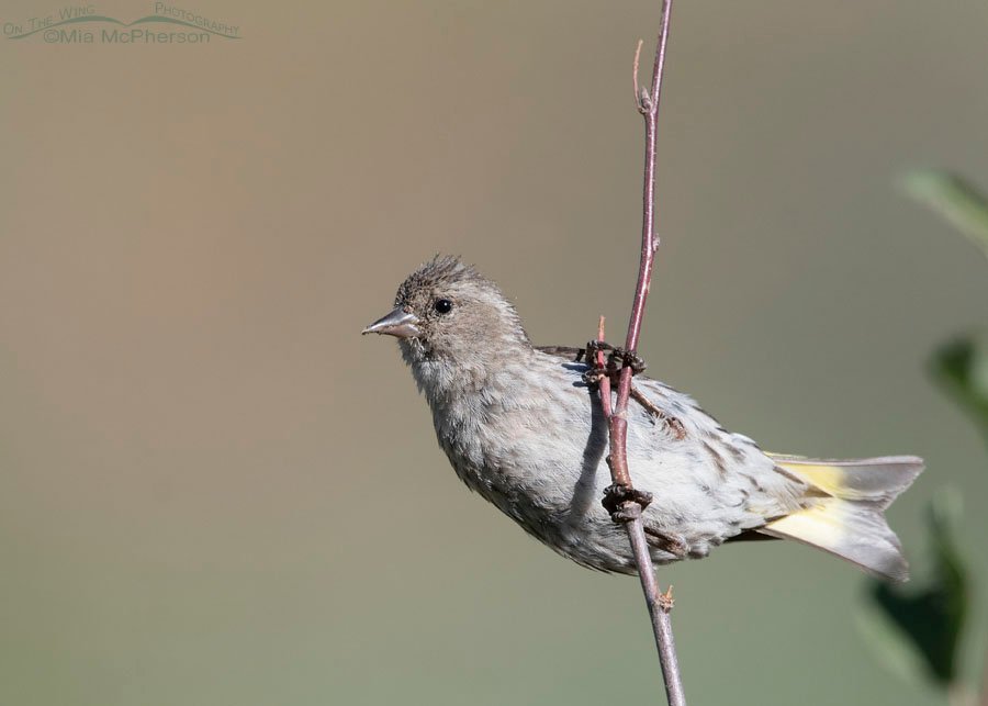 Pine Siskin high in the Wasatch Mountains, Morgan County, Utah