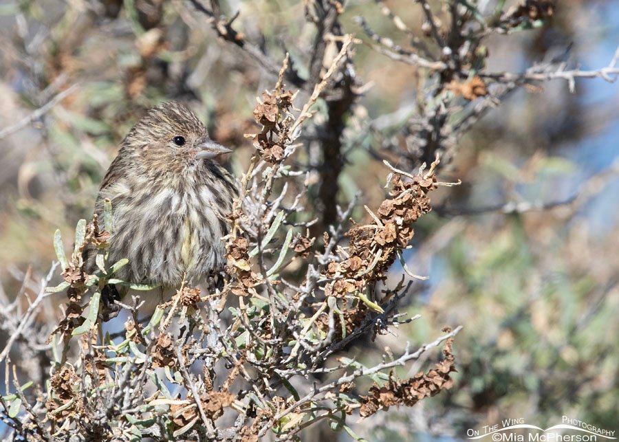 Nearly hidden Pine Siskin in autumn, Farmington Bay WMA, Davis County, Utah