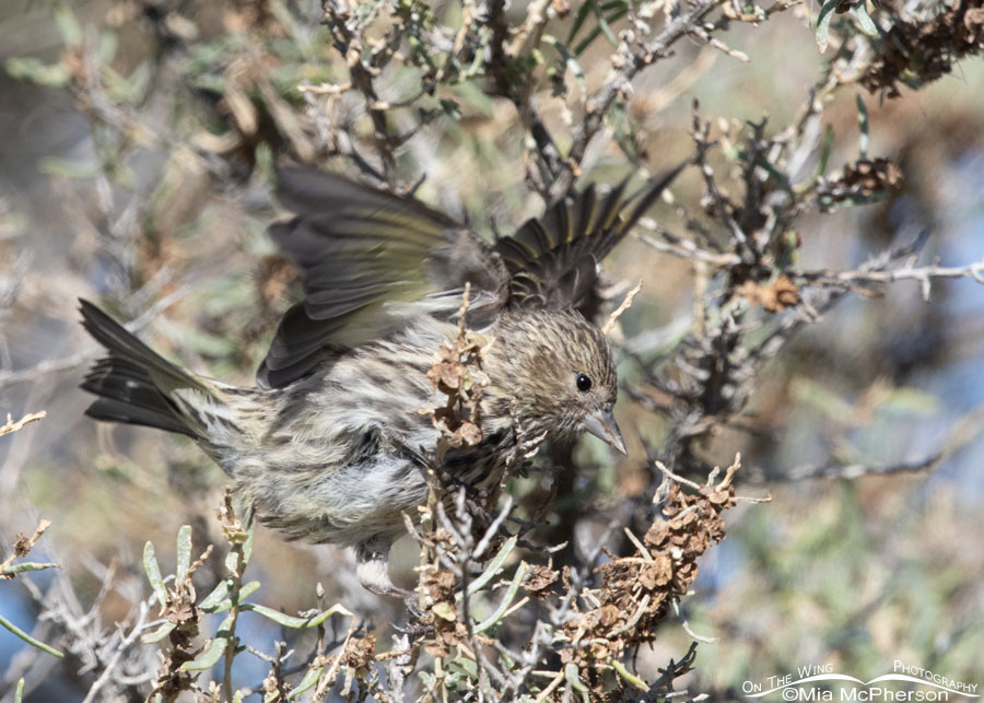 Pine Siskin fluttering their wings, Farmington Bay WMA, Davis County, Utah