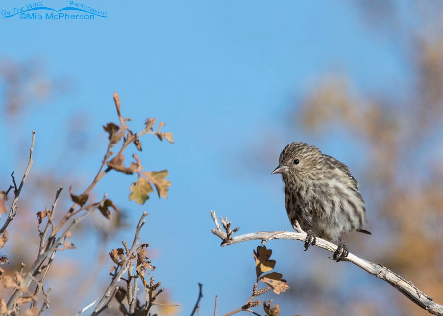 Pine Siskin perched in a sumac in the fall, Box Elder County, Utah