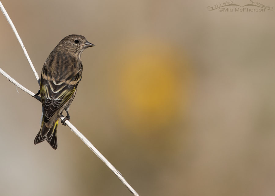 Pine Siskin taking a break from eating sunflower seeds, Farmington Bay WMA, Davis County, Utah