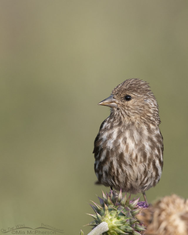 Pine Siskin on a Musk Thistle, Wasatch Mountains, Morgan County, Utah