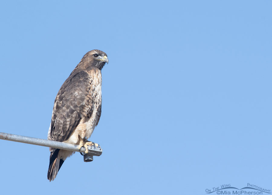 Adult Red-tailed Hawk on a West Desert weather station, West Desert, Tooele County, Utah