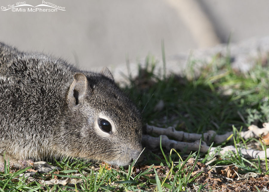 Spring Rock Squirrel close up, Salt Lake County, Utah