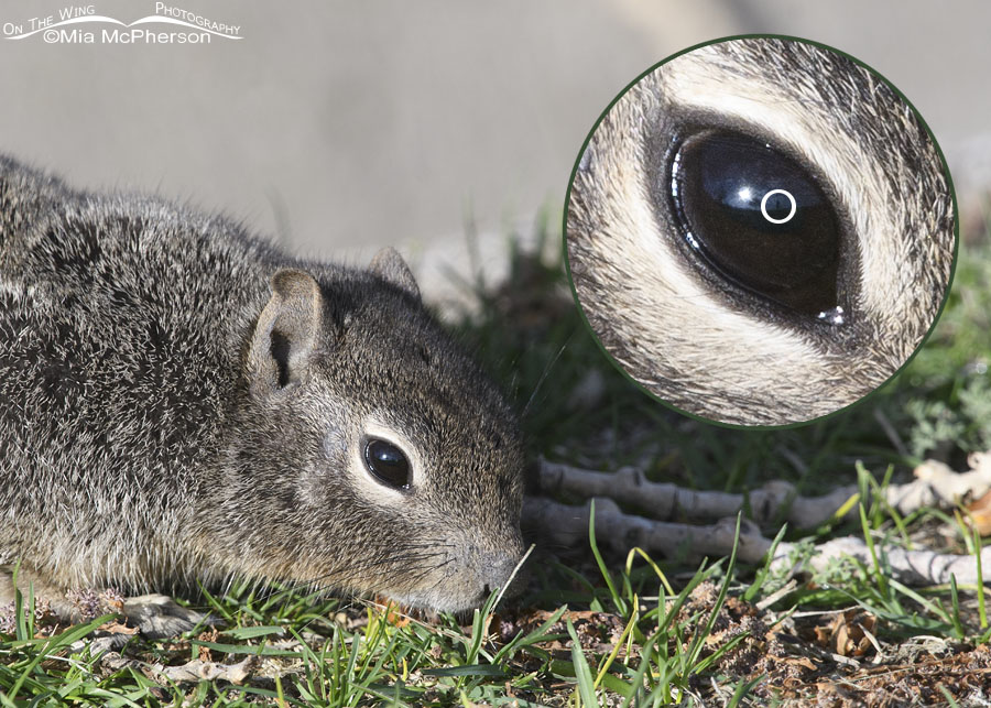 Rock Squirrel and Mia selfie, Salt Lake County, Utah