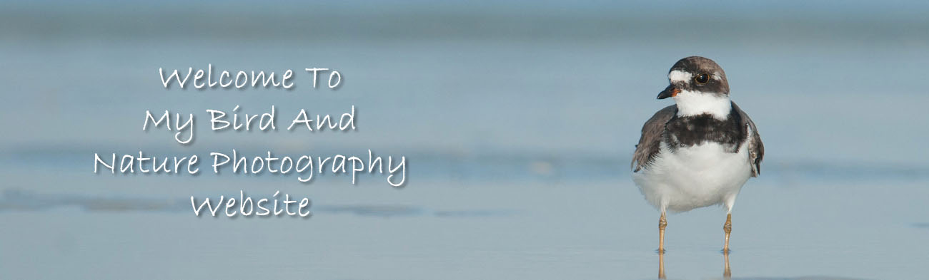 Semipalmated Plover on the shore of the Gulf