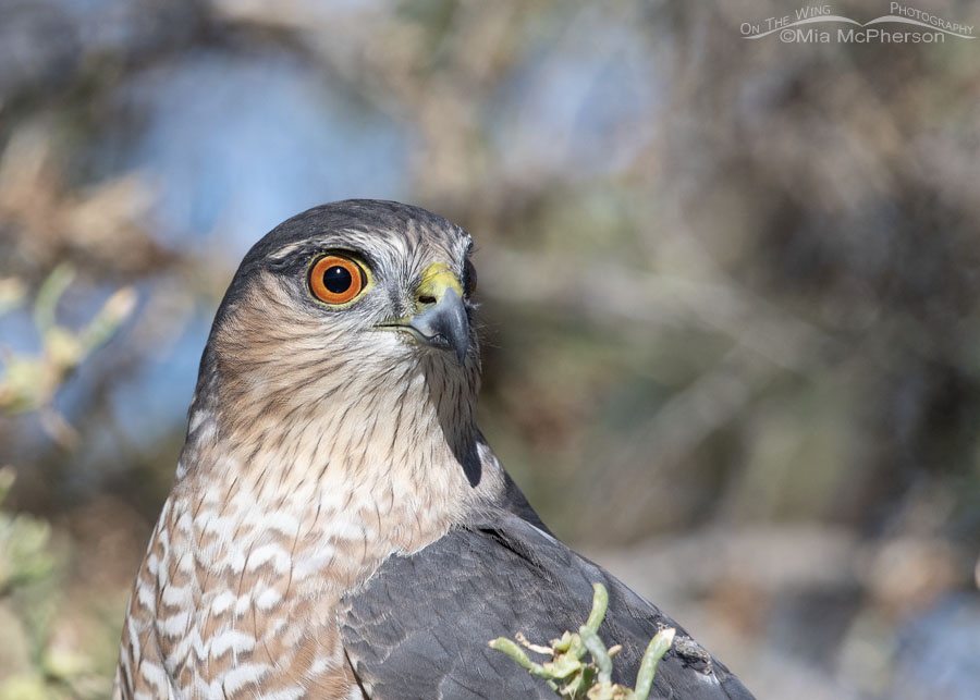 Autumn Sharp-shinned Hawk close up, Farmington Bay WMA, Davis County, Utah