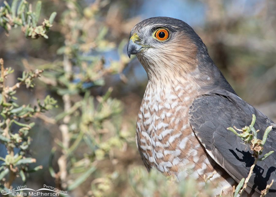 Sharp-shinned Hawk portrait at Farmington Bay WMA, Davis County, Utah