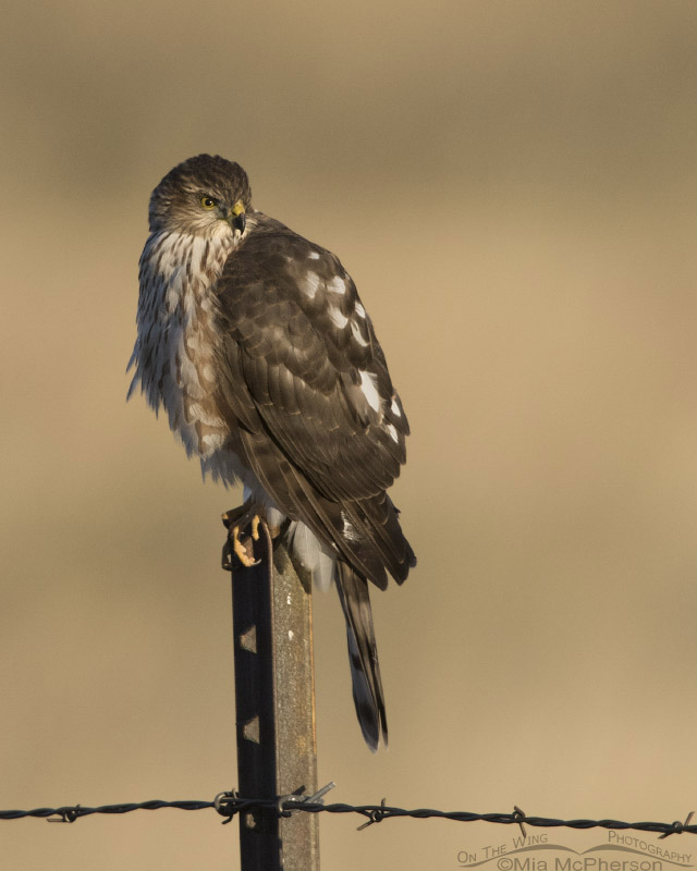 Immature Sharp-shinned Hawk perched on a metal post, Centennial Valley, Beaverhead County, Montana