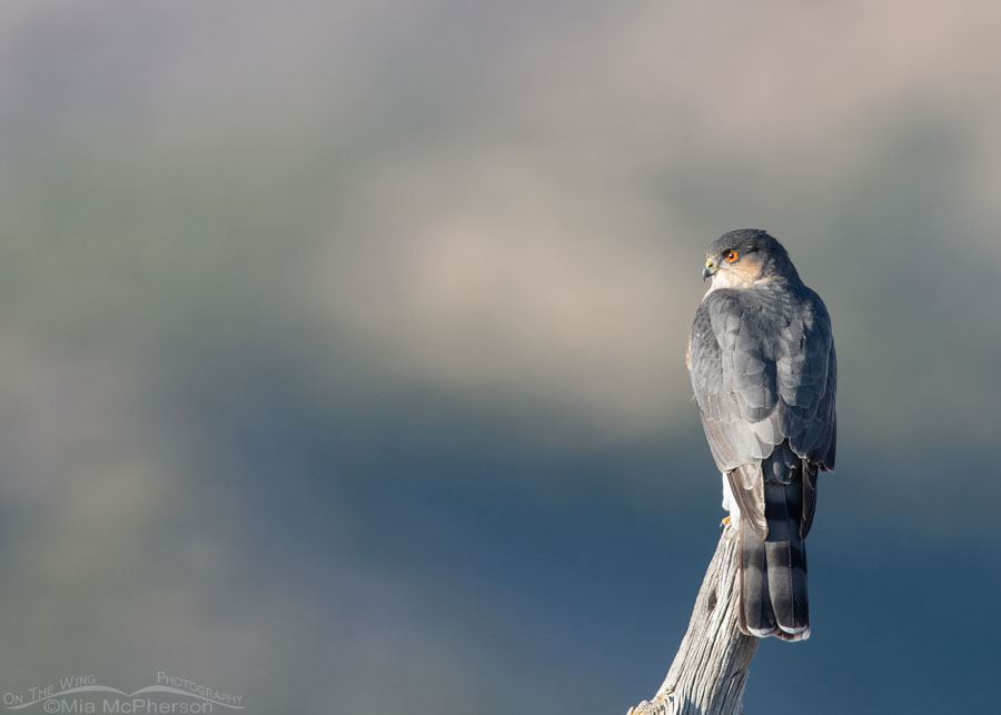 Sharp-shinned Hawk on an old wooden fence post, Stansbury Mountains, West Desert, Tooele County, Utah