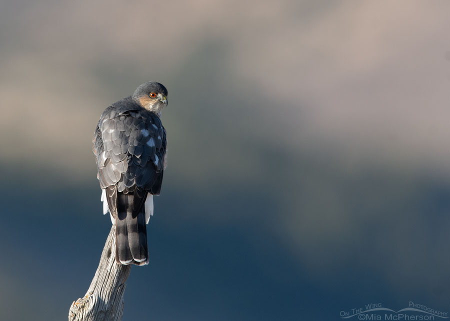 Back view of a Sharp-shinned Hawk, Stansbury Mountains, West Desert, Tooele County, Utah