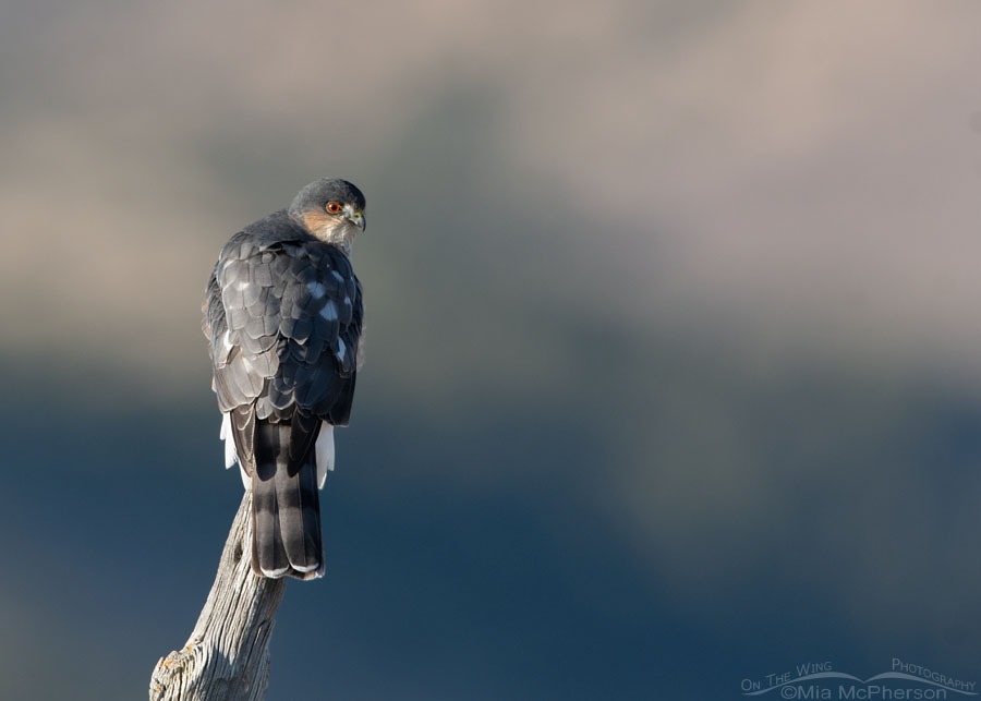 Sharp-shinned Hawk Images