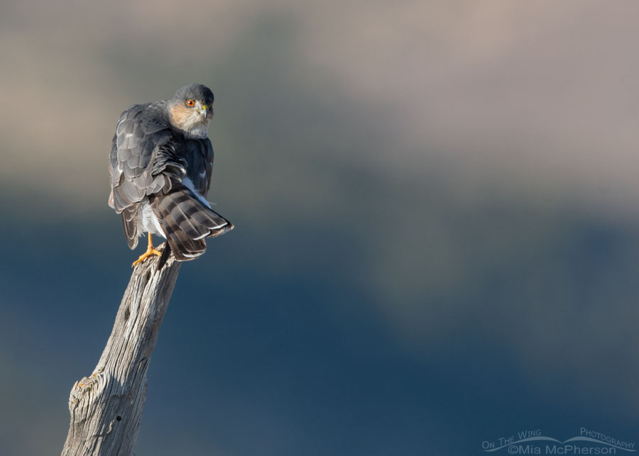 Sharp-shinned Hawk in front of mountains and clouds, Stansbury Mountains, West Desert, Tooele County, Utah