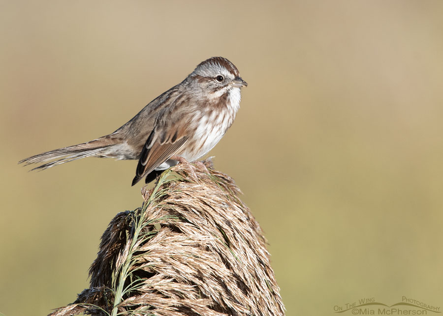 Normal Song Sparrow in autumn, Farmington Bay WMA, Davis County, Utah
