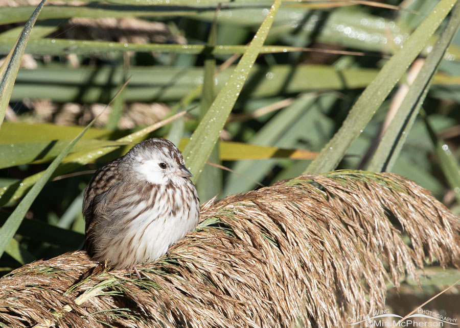 Leucistic Song Sparrow at Farmington Bay WMA, Davis County, Utah