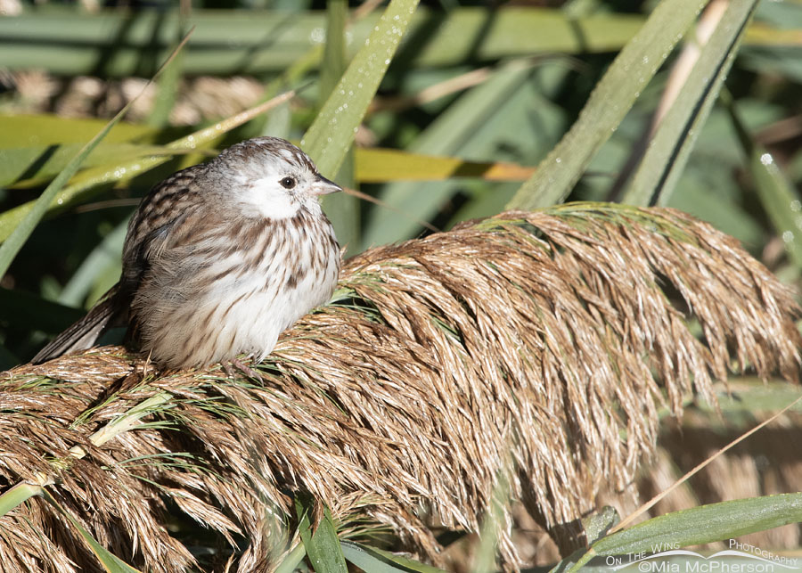 Song Sparrow with leucism, Farmington Bay WMA, Davis County, Utah