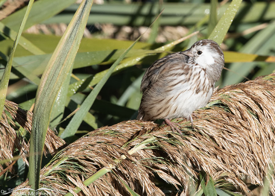 Perched leucistic Song Sparrow, Farmington Bay WMA, Davis County, Utah