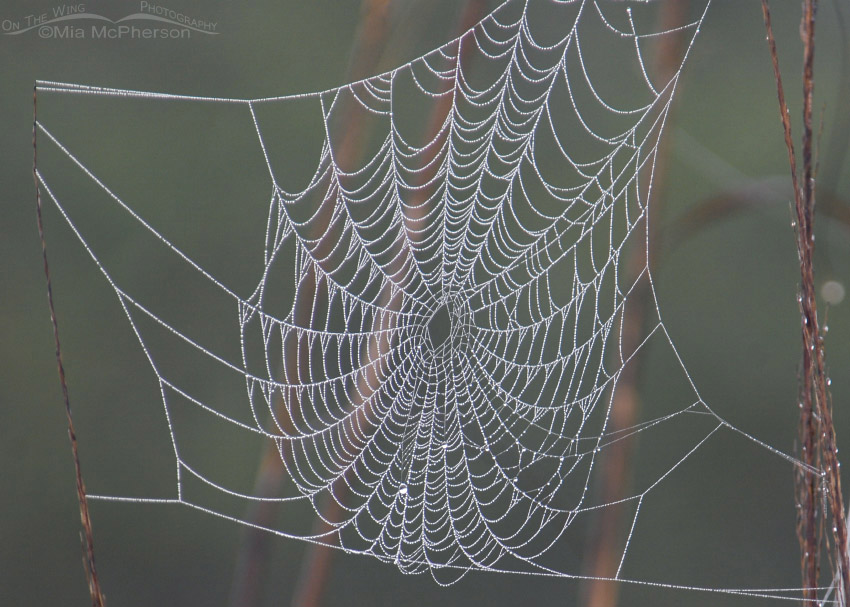 Spider web in a fog, Arrowhead Trail, Fort De Soto County Park, Pinellas County, Florida
