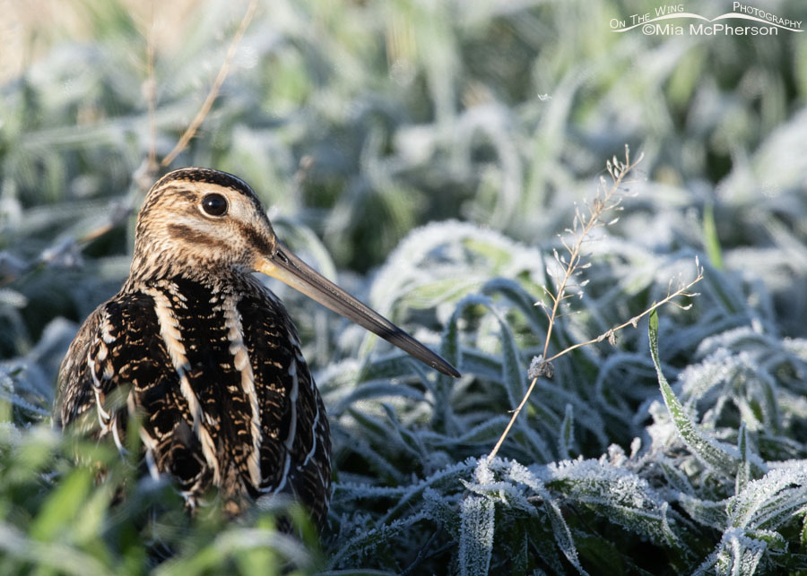 Frosty Wilson's Snipe portrait, Bear River Migratory Bird Refuge, Box Elder County, Utah