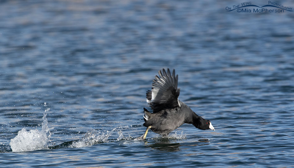 Coot scooting on a fall morning, Salt Lake County, Utah