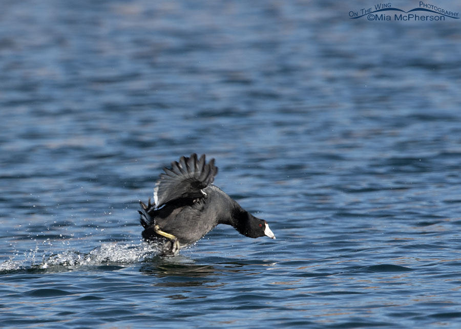 Scooting Coot being chased, Salt Lake County, Utah