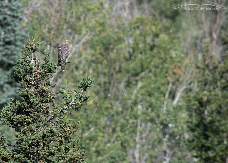 Juvenile American Goshawk perched in a conifer, Wasatch Mountains, Summit County, Utah