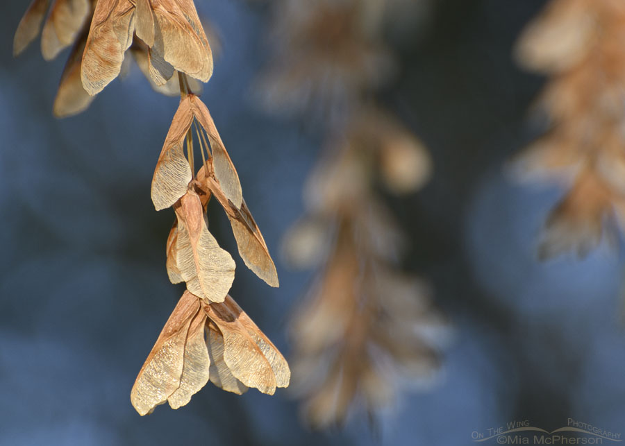 Box Elder Maple seeds in autumn, Salt Lake County, Utah