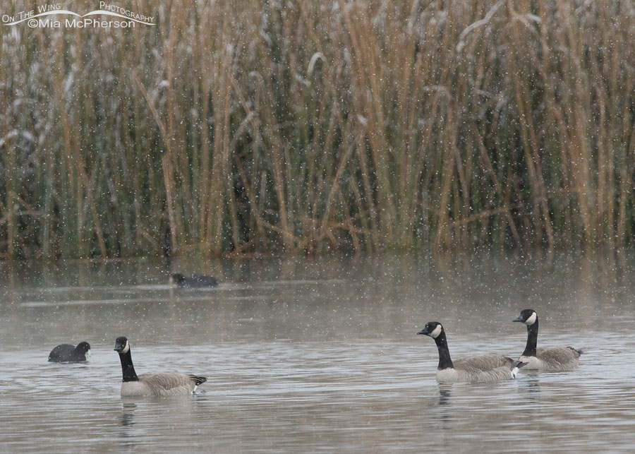 Canada Geese and American Coots in falling snow, Salt Lake County, Utah