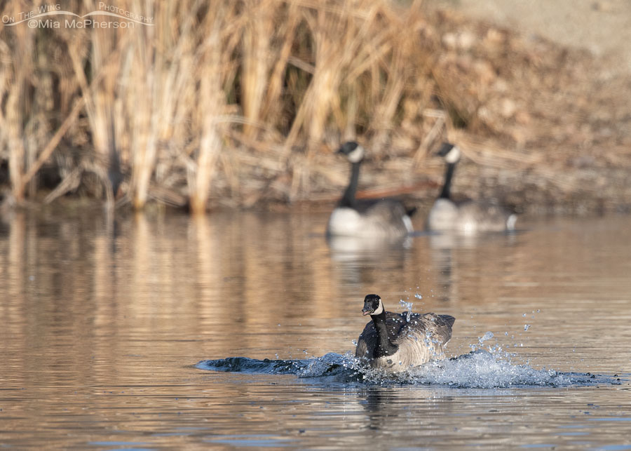 Adult Canada Goose splash landing, Salt Lake County, Utah