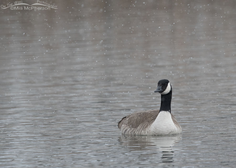 Canada Goose in falling snow, Salt Lake County, Utah