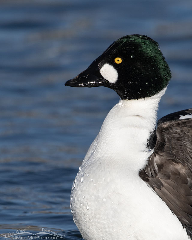 Drake Common Goldeneye portrait, Salt Lake County, Utah