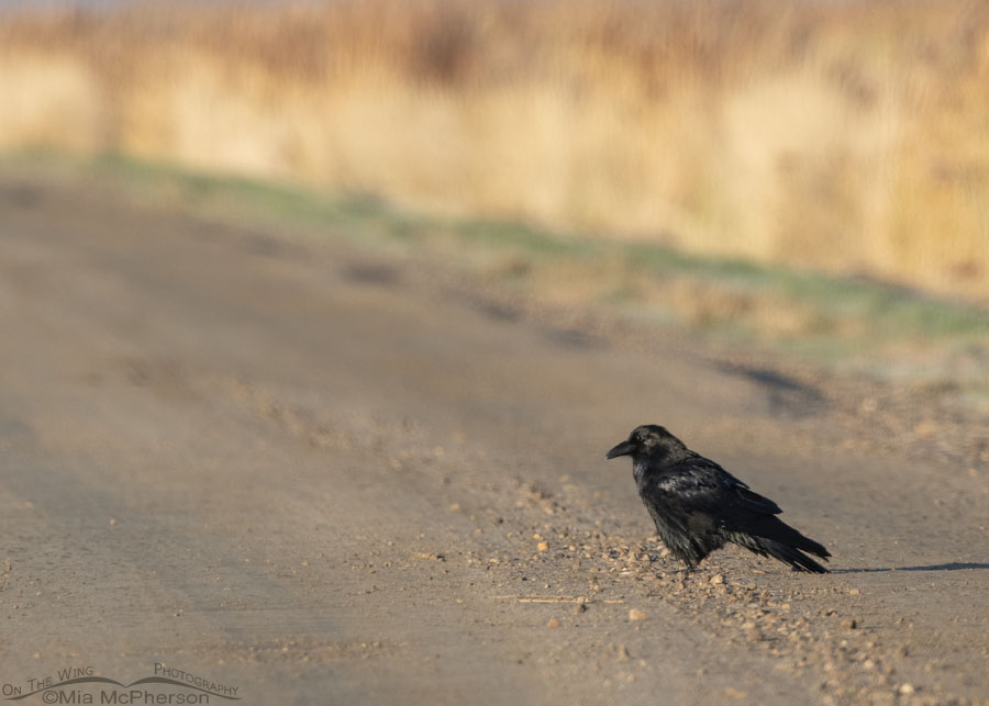 Common Raven on the auto tour route road, Bear River Migratory Bird Refuge, Box Elder County, Utah
