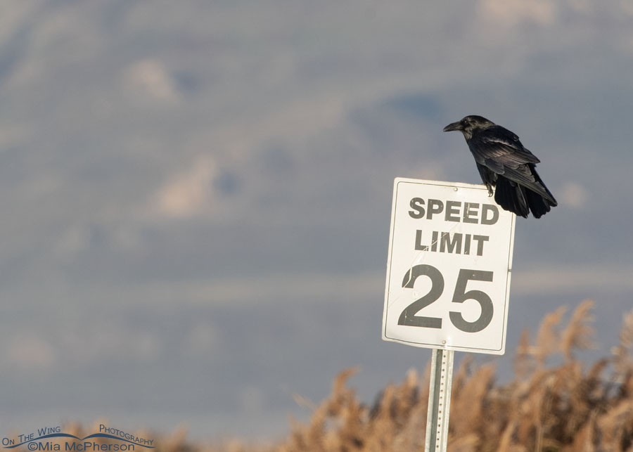 Common Raven on a 25 mph speed limit sign, Bear River Migratory Bird Refuge, Box Elder County, Utah