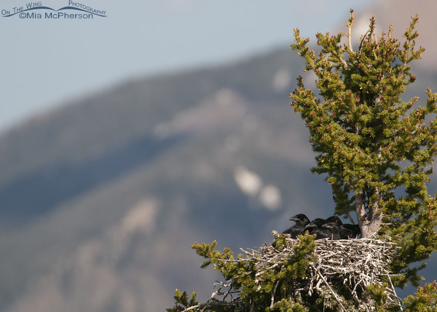 Common Raven chicks relaxing in their nest, Red Rock Lakes National Wildlife Refuge, Centennial Valley, Beaverhead County, Montana