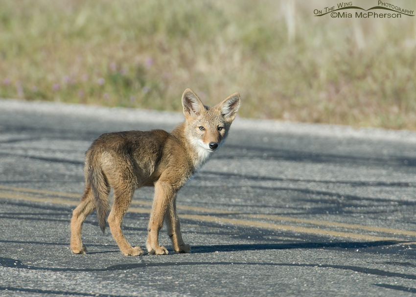 Coyote pup crossing a road, Antelope Island State Park, Davis County, Utah