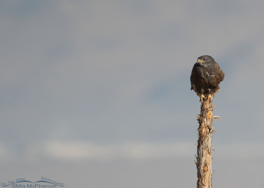 Perched dark morph Ferruginous Hawk, West Desert, Tooele County, Utah