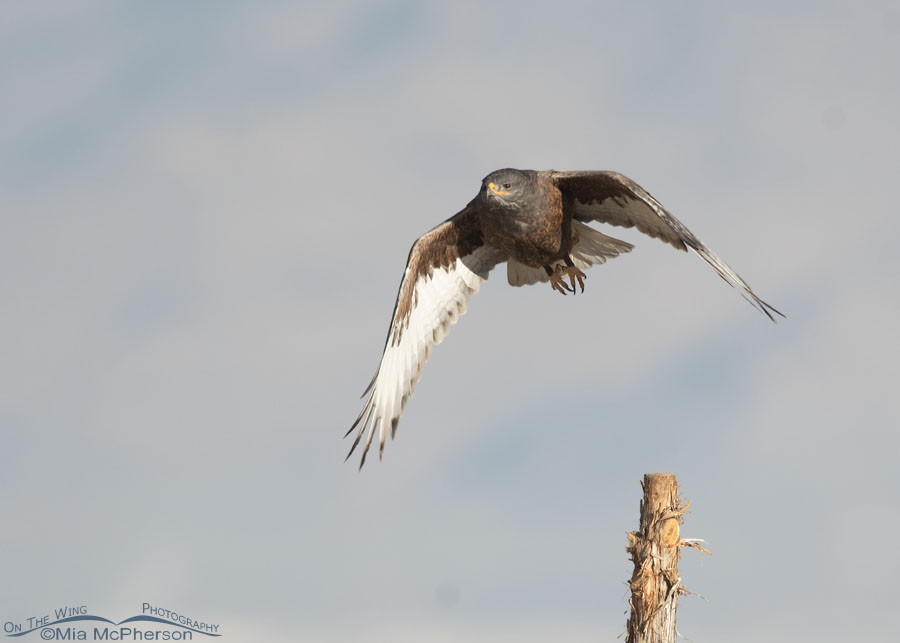 Dark morph Ferruginous Hawk in flight over the West Desert, Tooele County, Utah