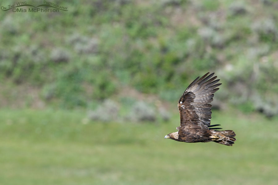 Adult Golden Eagle in flight in the Wasatch Mountains, Summit County, Utah