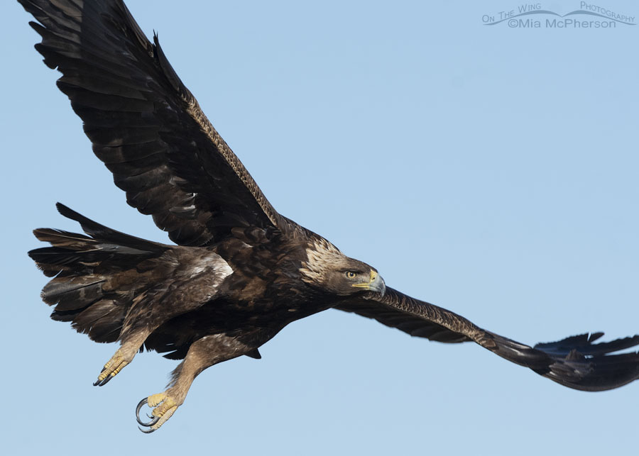 Golden Eagle close up, Bear River Migratory Bird Refuge, Box Elder County, Utah