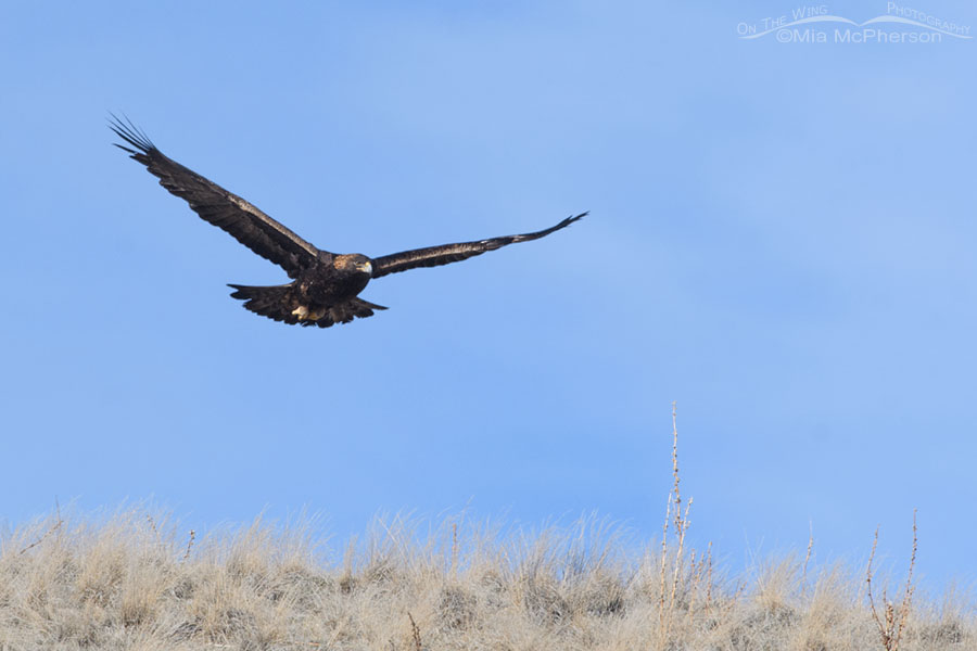 Golden Eagle flying over a hill on Antelope Island, Antelope Island State Park, Davis County, Utah