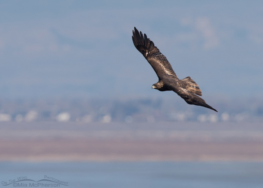 Golden Eagle soaring over the Great Salt Lake close to Antelope Island State Park, Davis County, Utah