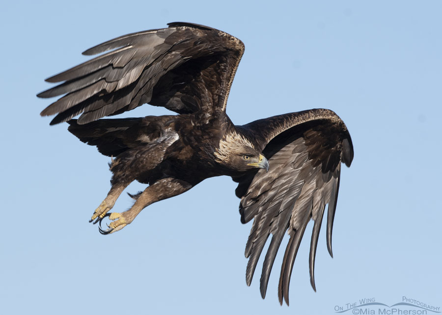 Golden Eagle in flight, Bear River Migratory Bird Refuge, Box Elder County, Utah