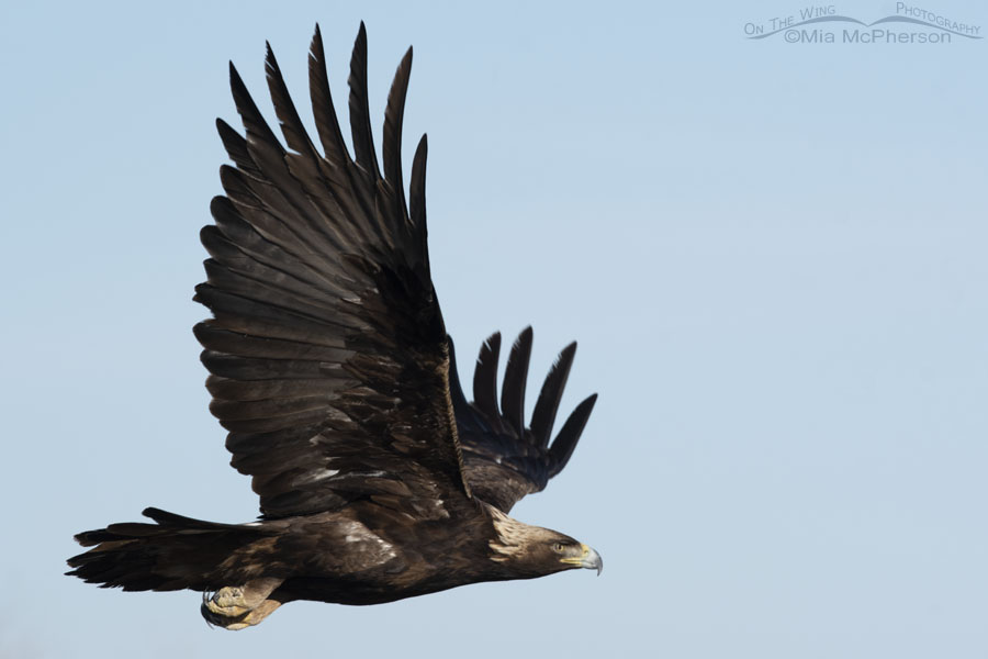 Golden Eagle fly by, Bear River Migratory Bird Refuge, Box Elder County, Utah