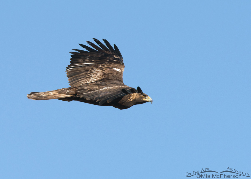 Golden Eagle fly by at Antelope Island State Park, Davis County, Utah