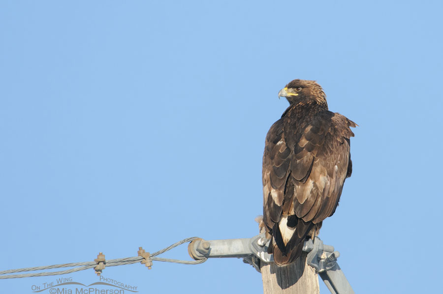 Immature Golden Eagle on Christmas Day 2013, Box Elder County, Utah