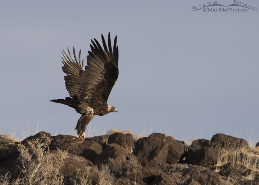 Adult Golden Eagle in flight over ancient boulders, Wayne County, Utah