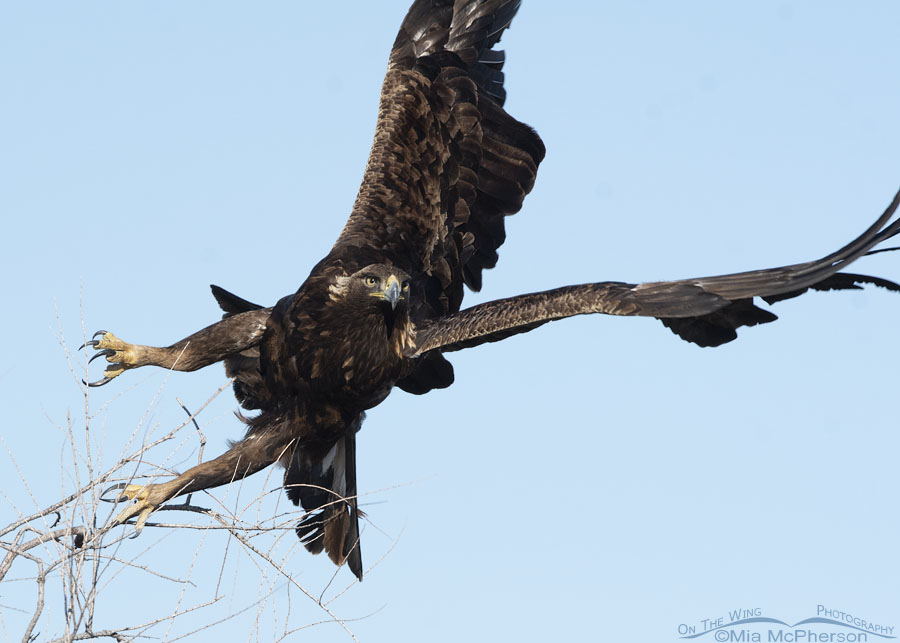 Golden Eagle lifting off, Bear River Migratory Bird Refuge, Box Elder County, Utah