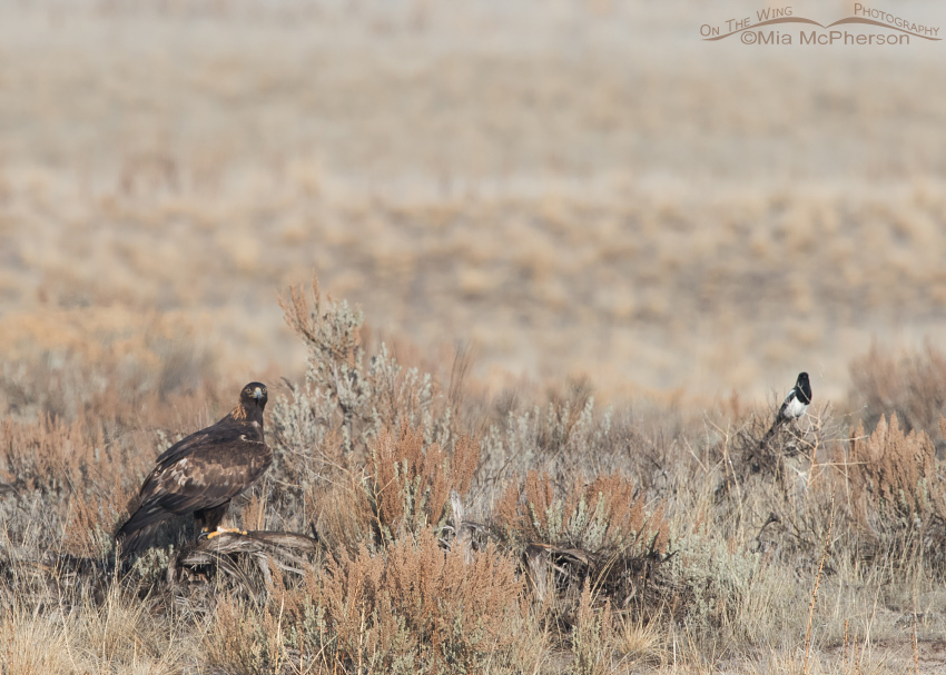 Golden Eagle and a Black-billed Magpie side by side in sagebrush, Antelope Island State Park, Davis County, Utah