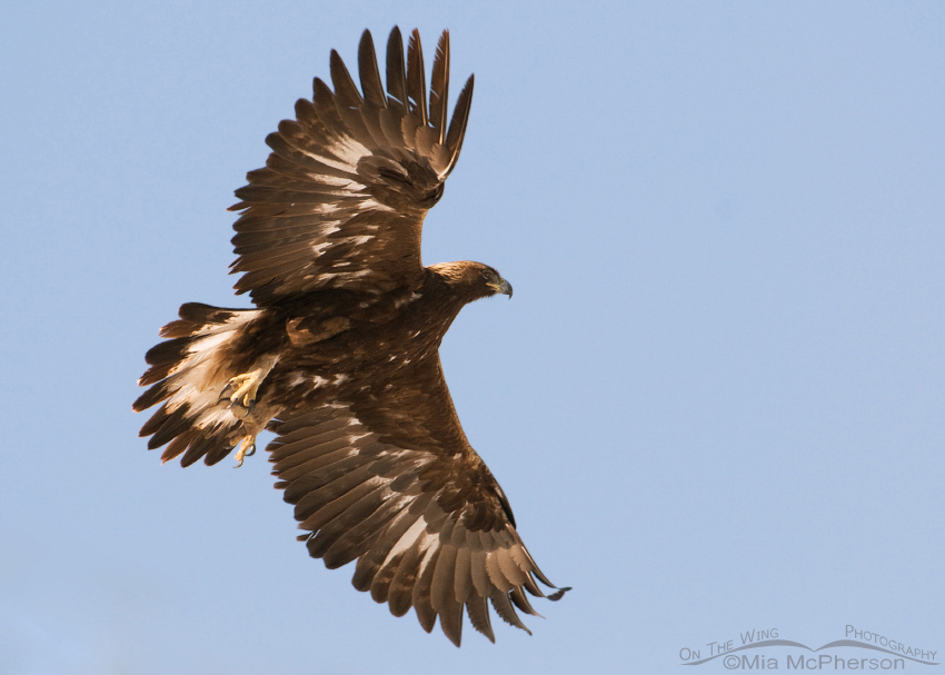Golden Eagle in flight over Box Elder County, Utah