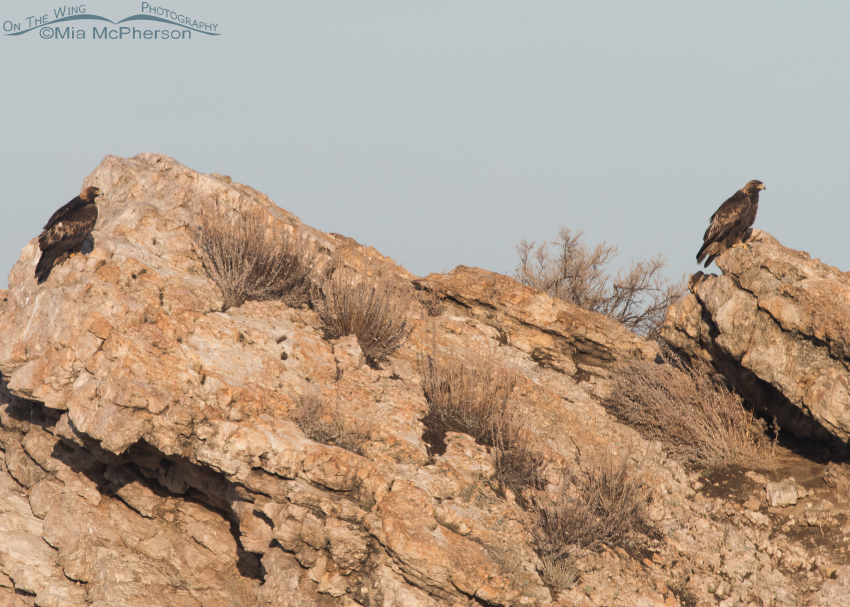 Pair of Golden Eagles on Lady Finger Point at Antelope Island State Park, Davis County, Utah